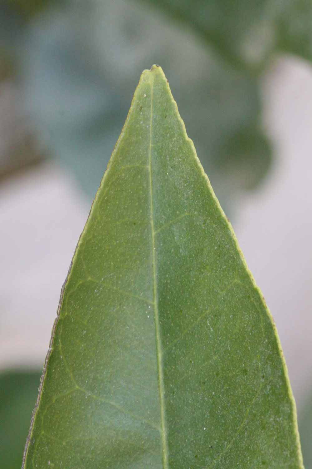              Margin (Riverside, CA)       